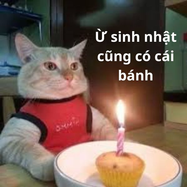 ảnh bánh sinh nhật troll mèo meme