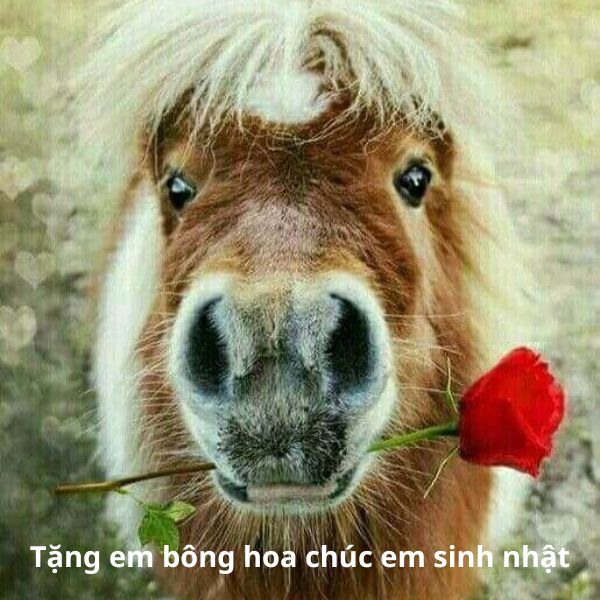 ảnh chúc mừng sinh nhật bựa hài