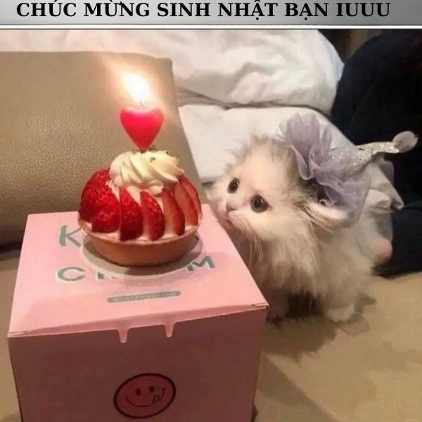 ảnh chúc mừng sinh nhật troll chế