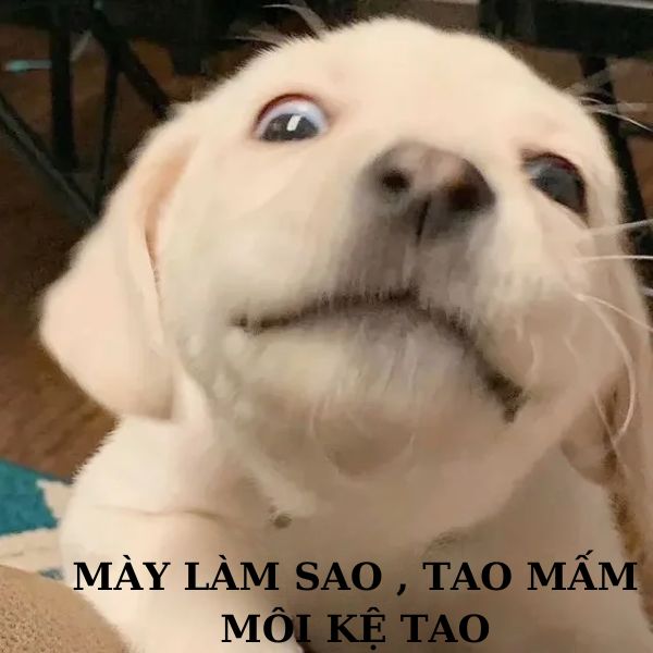 ảnh động vật troll chó meme