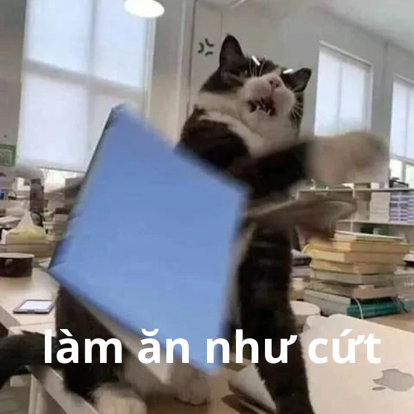 ảnh meme cực hài