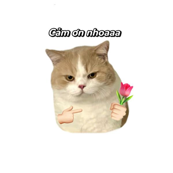 ảnh meme cảm ơn cute