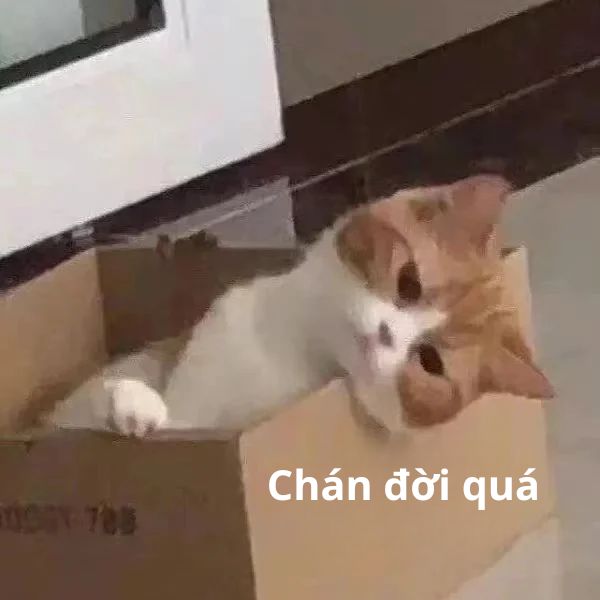 ảnh meme chán đời