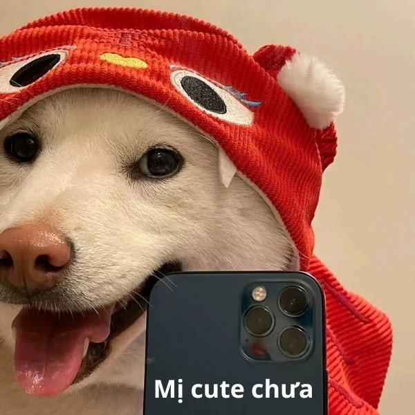 ảnh meme chó cute