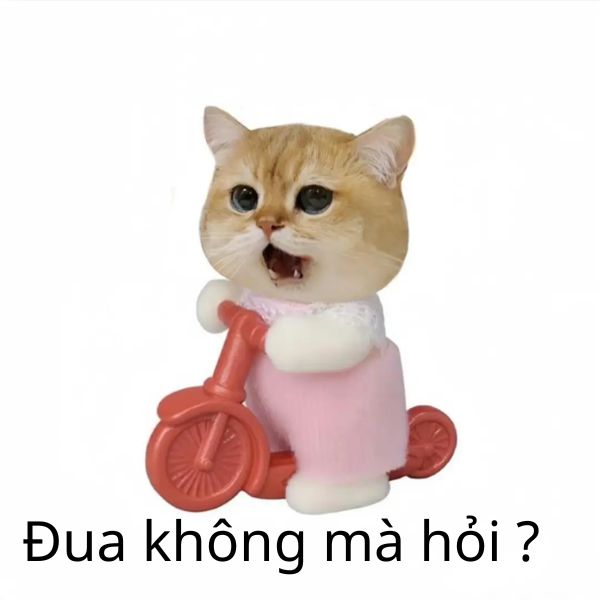 ảnh meme đua không mà đòi