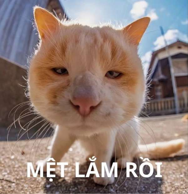 meme cute met