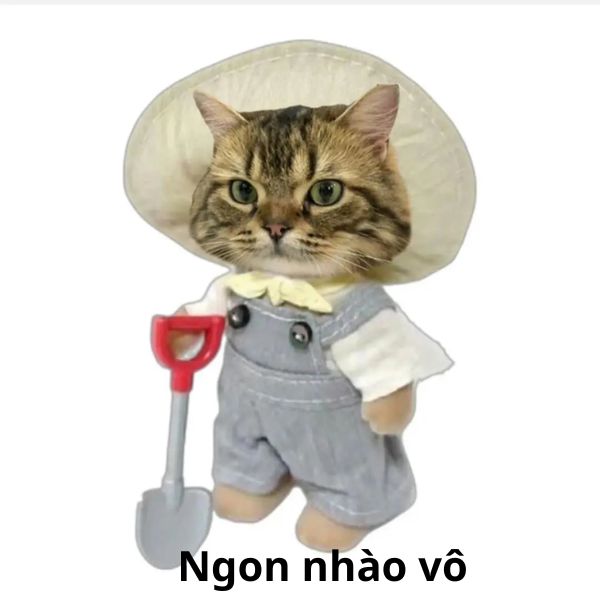 ảnh meme ngon nhào vô