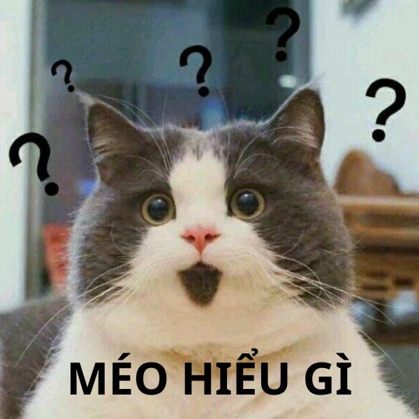 ảnh mèo méo hiểu