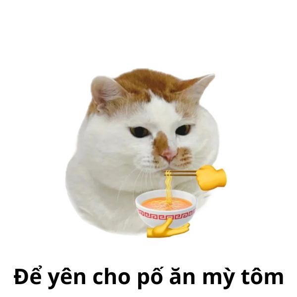 ảnh mèo troll ăn mỳ