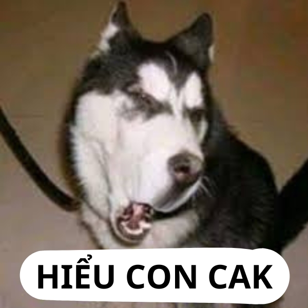 ảnh siêu bựa chó cak