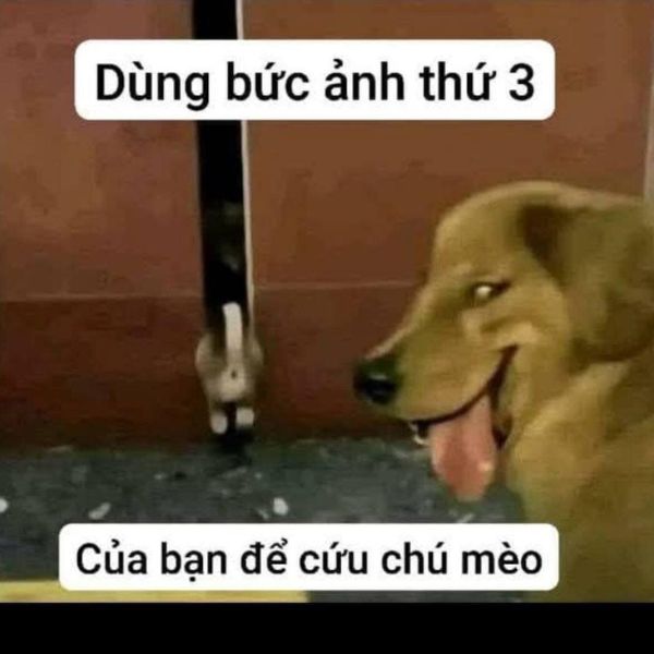 ảnh troll bạn bè troll ảnh đứa thứ 3