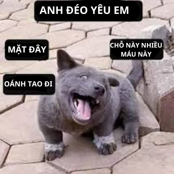 ảnh troll ny bựa