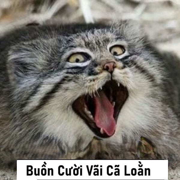 buồn cười cãi cả meme