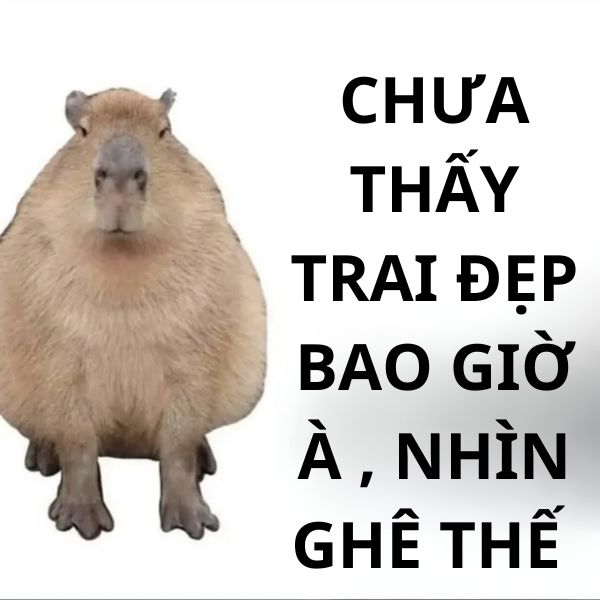 capybara meme đẹp