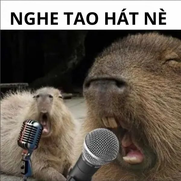 capybara meme hát