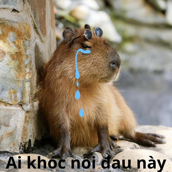 capybara meme khóc