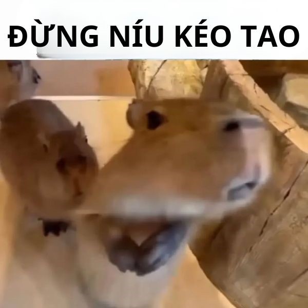 capybara meme níu kéo