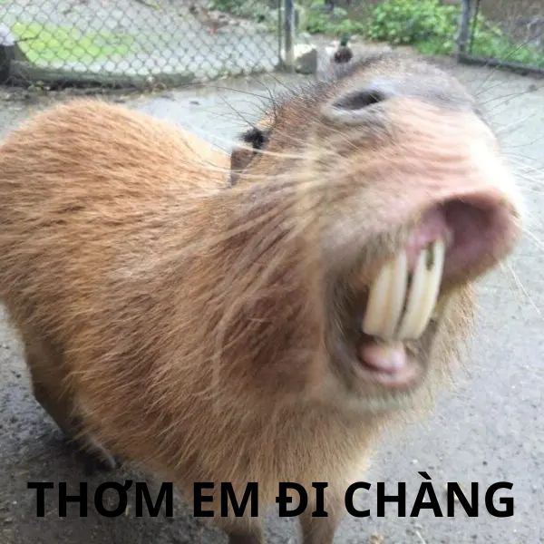 Chế 66+ ảnh Capybara meme siêu lầy lội