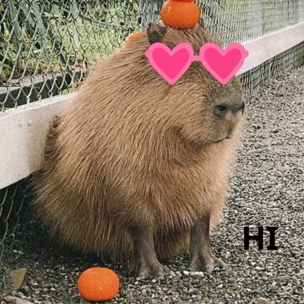 capybara meme xịn