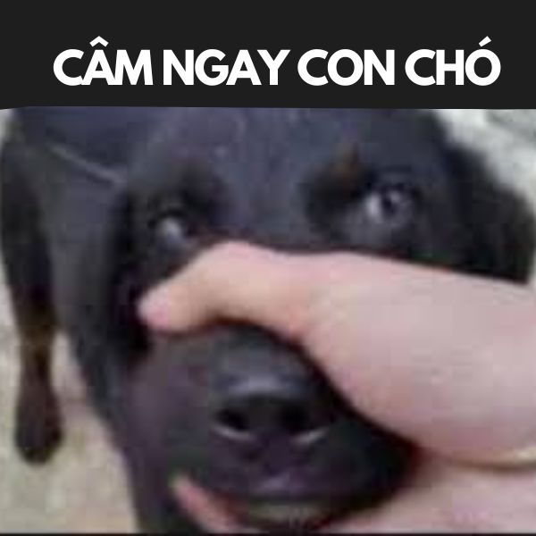 chó cute meme