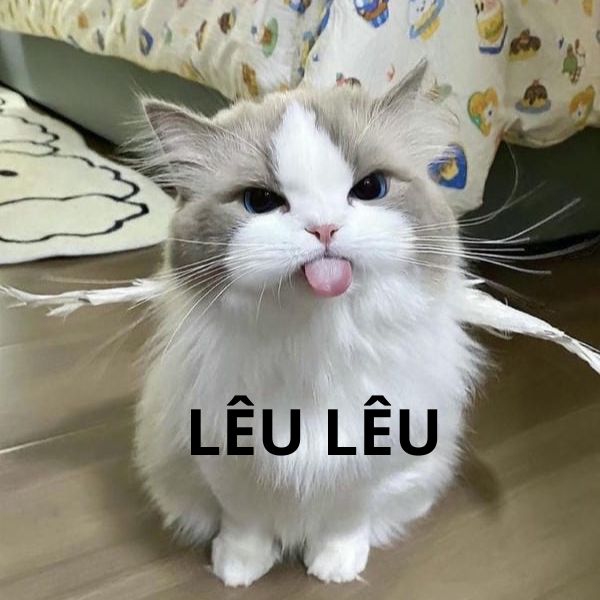 Tổng hợp 82+ meme mèo cute dễ thương nhất hệ mặt trời