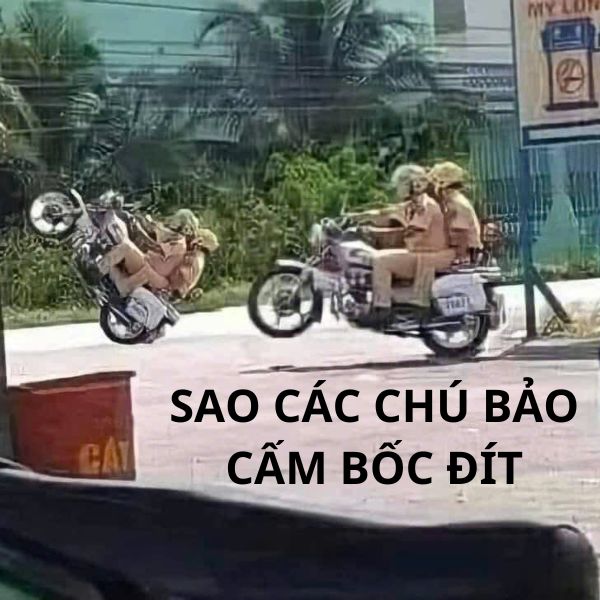 cute meme ảnh troll bôc đầu