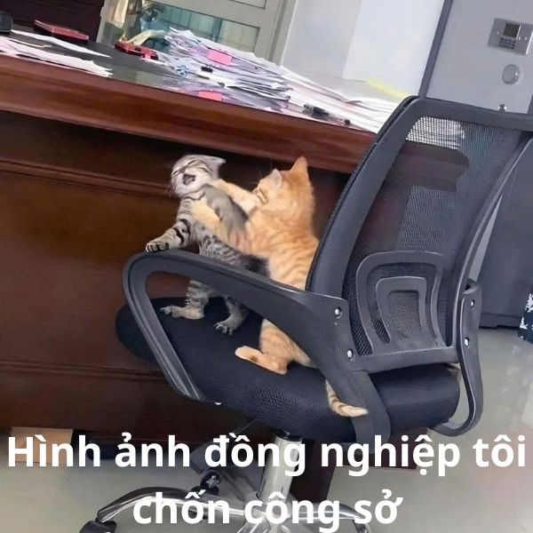 cute meme ảnh troll mèo