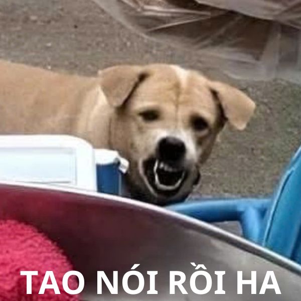 cute meme ảnh troll nói rồi ha