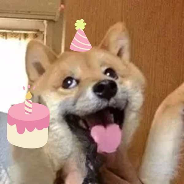 happy birthday meme chó meme