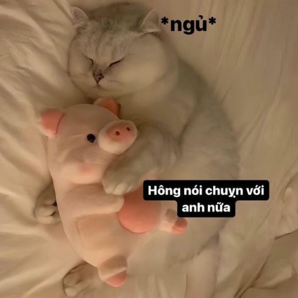 hình ảnh mèo cute