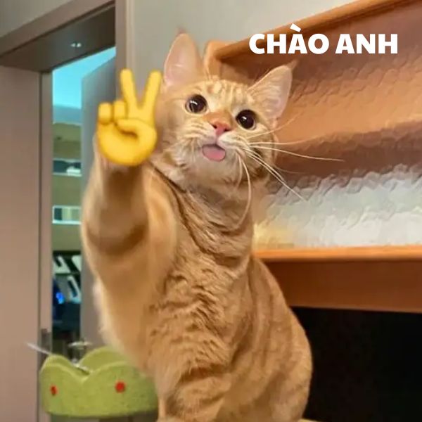 hình ảnh mèo xin chào bựa