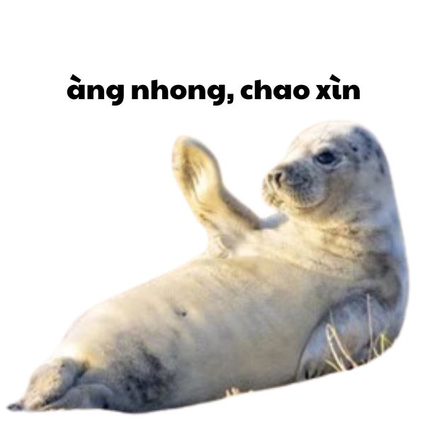 hình ảnh xin chào bựa dễ thương