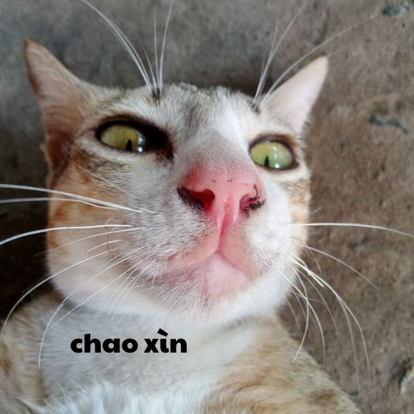 hình ảnh xin chào dễ huông