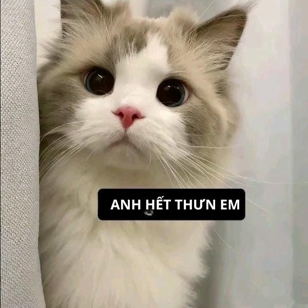 hình cute mèo