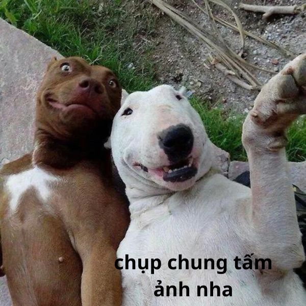 hinh nen bựa hình con chó meme