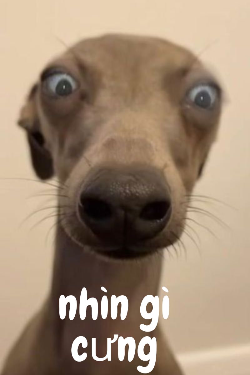 Tải miễn phí 99+ hình nền meme hài hước vui nhộn mới nhất