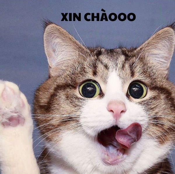 hình xin chào bựa cute