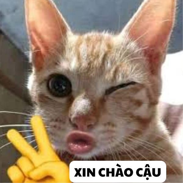 hình xin chào bựa đáng yêu