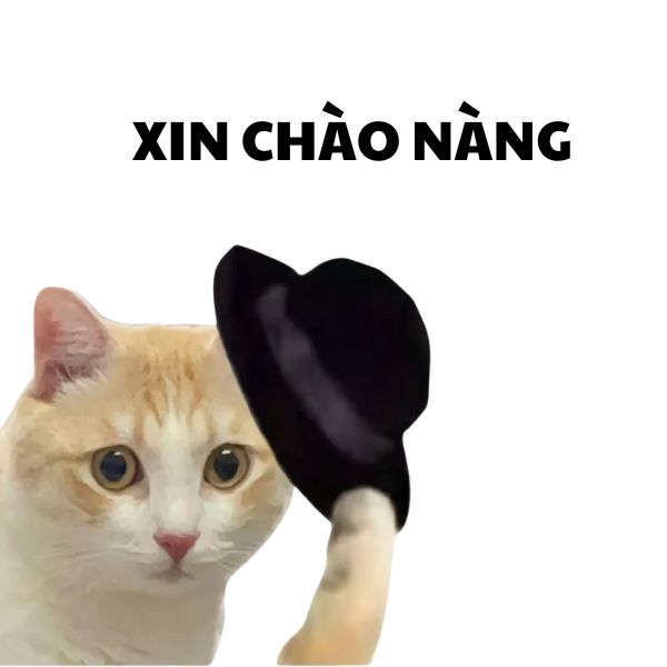 hình xin chào bựa dễ thương