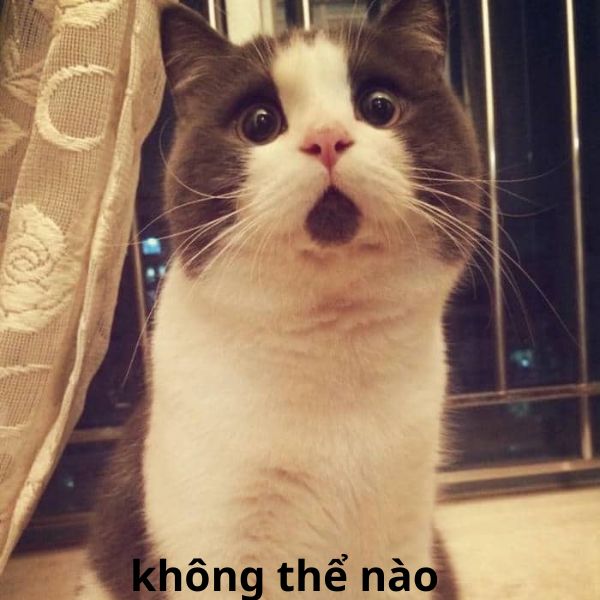 meme bất ngờ không thệ nèo