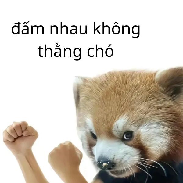 meme cho đấm nhau