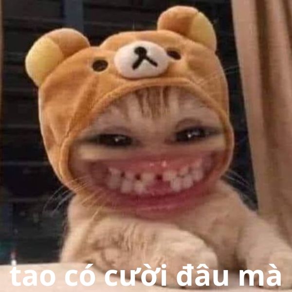 156+ meme mèo cười siêu hài hước với loạt biểu cảm bá đạo