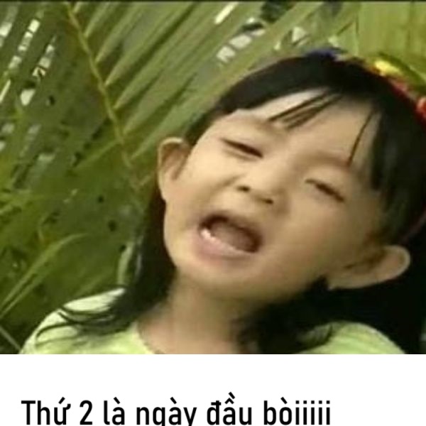 meme cười thứ 2 là ngày đầu bòi