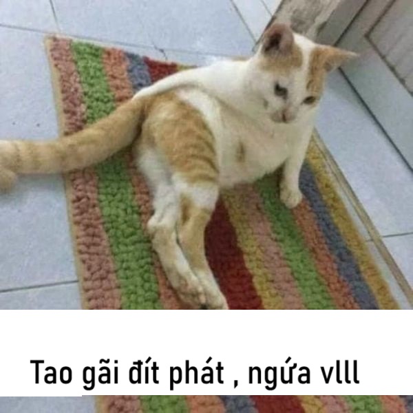 meme gãi đít