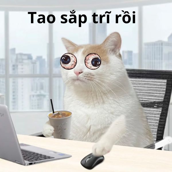 meme mèo bị trĩ