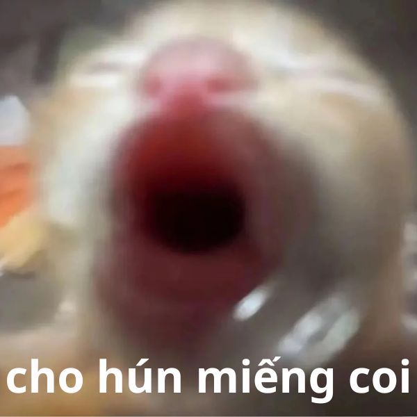 meme mèo bựa cho hun miếng