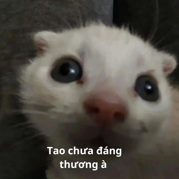 meme mèo bựa đàng thương