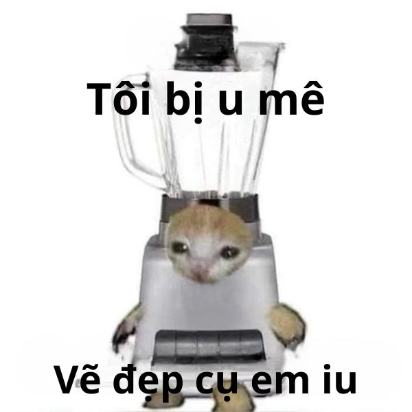 meme mèo bựa đội máy xay