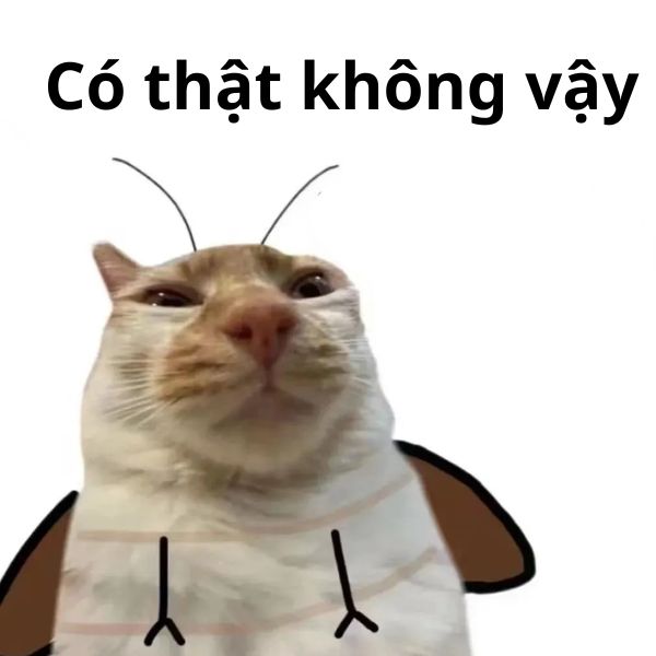 meme mèo bựa giả ong