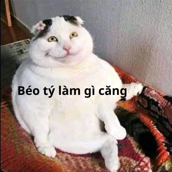 meme mèo bựa lmj căng